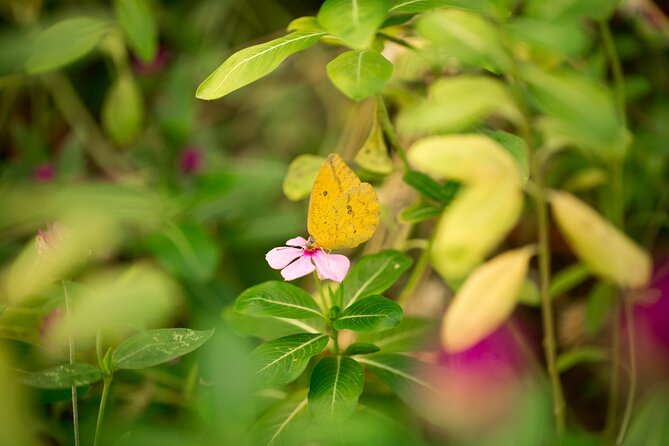 Butterfly Sanctuary Guided Tour in Puerto Vallarta - Diverse Flora and Fauna