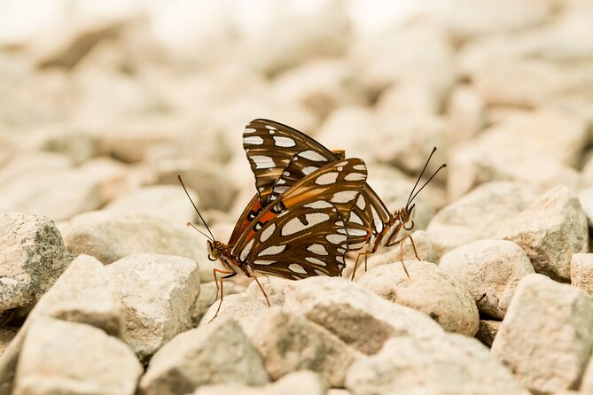 Butterfly Sanctuary Guided Tour in Puerto Vallarta - Releasing Newly Hatched Butterflies