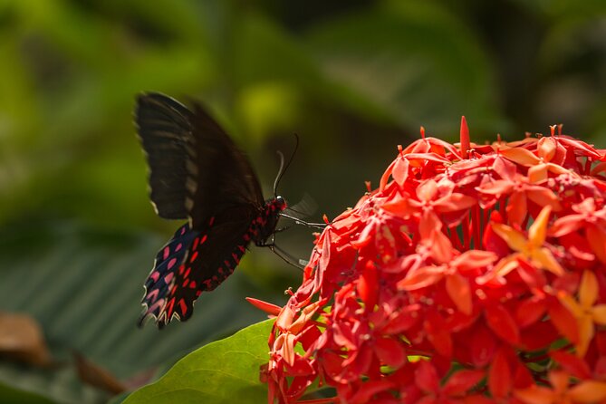 Butterfly Sanctuary Guided Tour in Puerto Vallarta - Practical Information and Accessibility