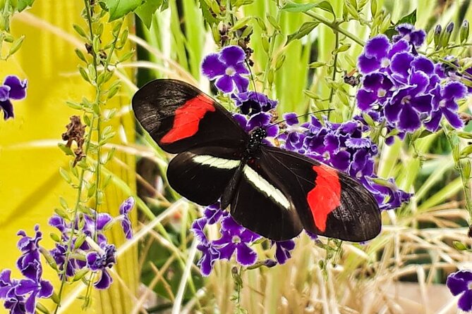 Butterfly Sanctuary Guided Tour in Puerto Vallarta - Stunning Subtropical Habitat
