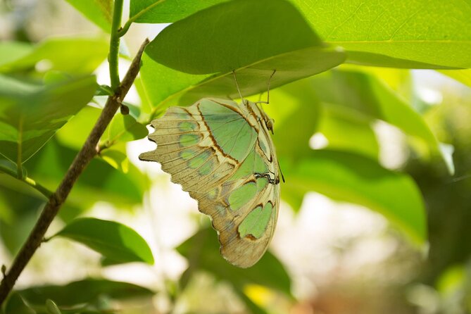 Butterfly Sanctuary Guided Tour in Puerto Vallarta - Positive Guest Reviews