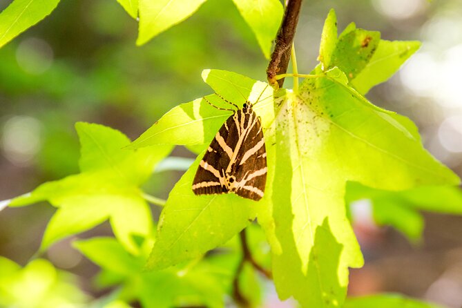 Butterfly Valley and Seven Springs Valley Self-guided Transfer - Traveler Feedback