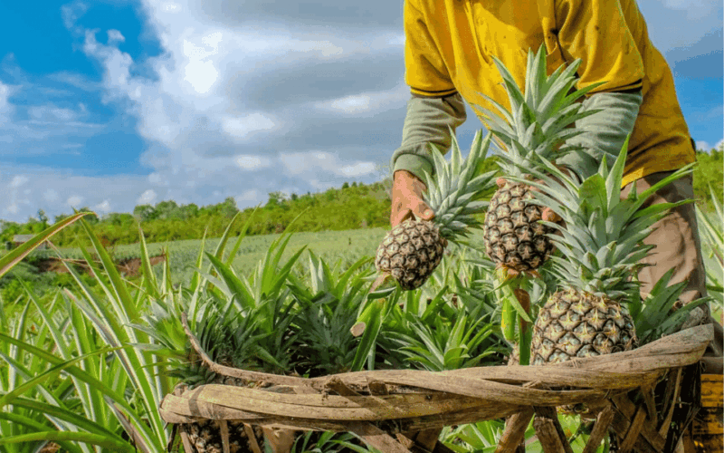 BUWACAG ECO ADVENTURE WITH TOWN TOUR - WHOLE DAY (Private) - Key Points