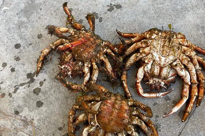 Buy, Cook & Taste-Gastronomic Tour North Portugal - Discovering Coastal Delights