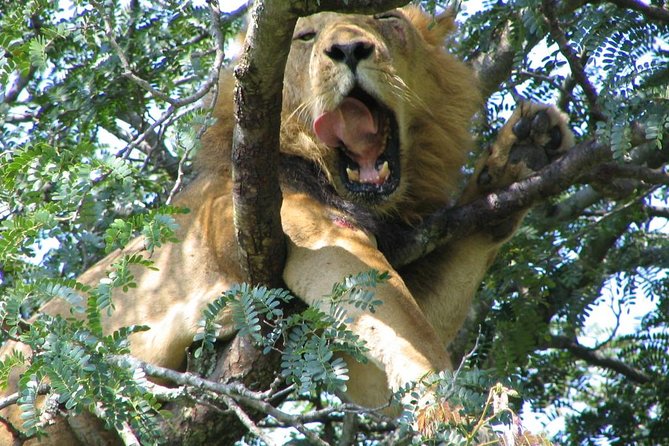 Bwindi Impenetrable Kenya Tanzania Gorilla Safari 14 Days 13 Nights - Cancellation and Review