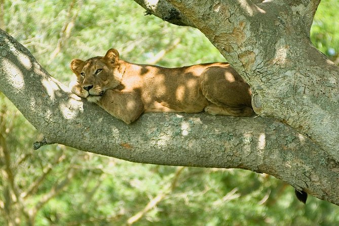 Bwindi Impenetrable Kenya Tanzania Gorilla Safari 14 Days 13 Nights - Destination Highlights