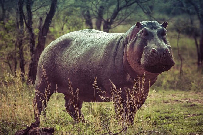 Bwindi Impenetrable Kenya Tanzania Gorilla Safari 14 Days 13 Nights - Itinerary