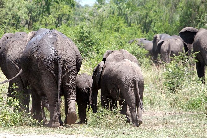 Bwindi Impenetrable Kenya Tanzania Gorilla Safari 14 Days 13 Nights - What to Bring