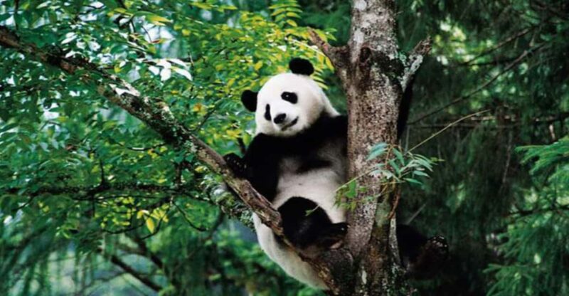 By Bullet Train From Chongqing to Chengdu Panda City Tour - Key Points
