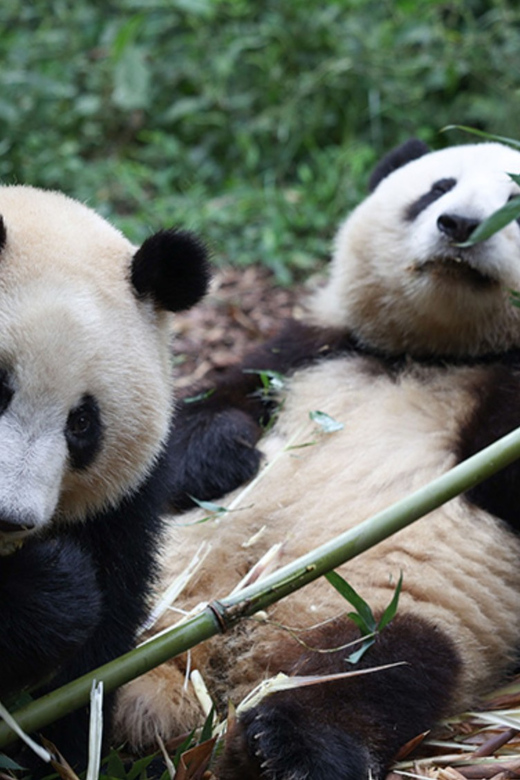 By Bullet Train From Chongqing to Chengdu Panda City Tour - Itinerary Highlights