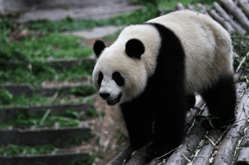 By Bullet Train From Chongqing to Chengdu Panda City Tour - Panda Experience