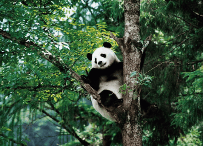 By Bullet Train From Chongqing to Chengdu Panda City Tour - Bullet Train Journey