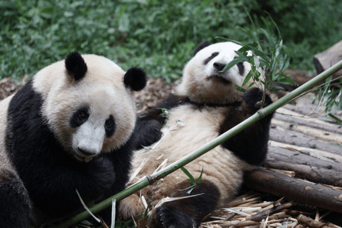By Bullet Train From Chongqing to Chengdu Panda City Tour - Frequently Asked Questions