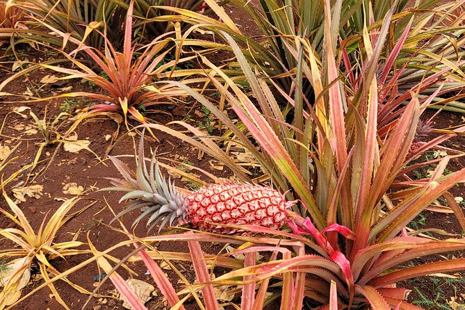 Byodo Temple and Waimea Botanical Garden Tour - Frequently Asked Questions
