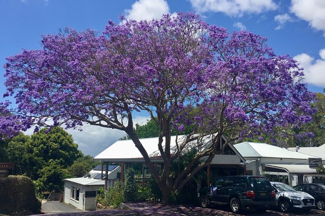 Byron Bay and Beyond Tour Including Cape Bryon Lighthouse Crystal Castle and Bangalow - Experience Crystal Castle and Bangalow