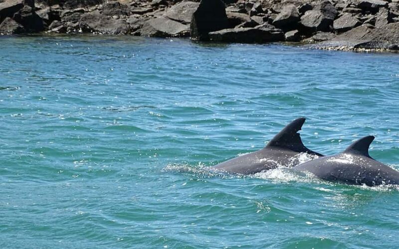 Byron Bay: Brunswick River Eco-Cruise with Brunch - The Experience: What to Expect