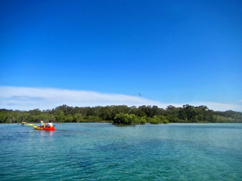 Byron Bay: Brunswick River Scenic Kayak Tour - Customer Feedback Highlights