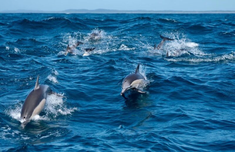Byron Bay: Cruise With Dolphins Tour - Pricing