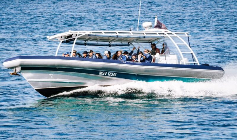 Byron Bay: Cruise With Dolphins Tour - Wildlife Experience