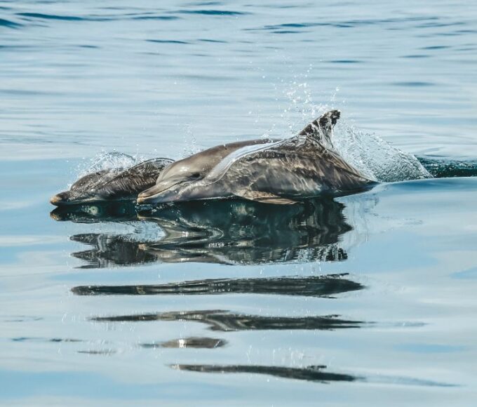 Byron Bay: Cruise With Dolphins Tour - Highlights
