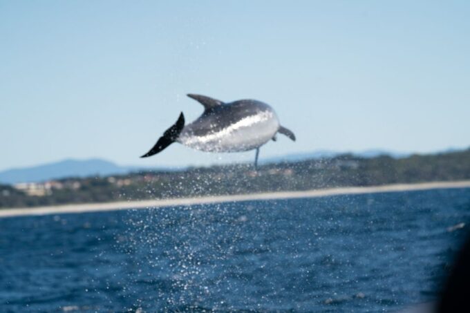 Byron Bay: Cruise With Dolphins Tour - Meeting Point