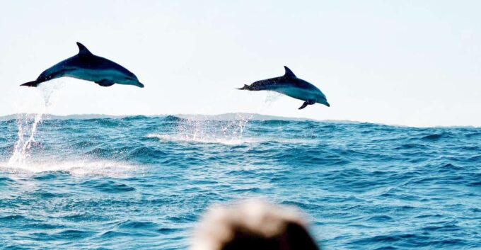 Byron Bay: Cruise With Dolphins Tour - Restrictions