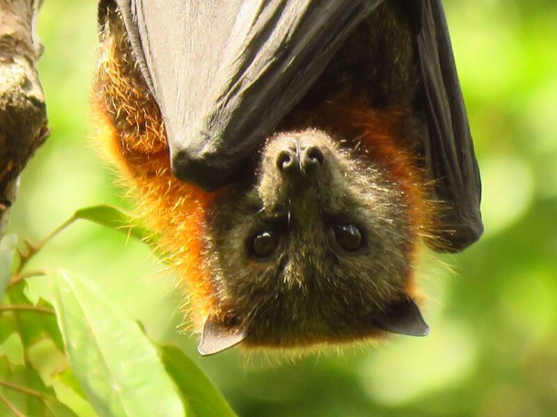 Byron Bay: Full-Day Wildlife Safari - Inclusions