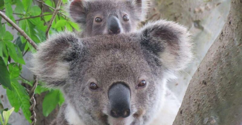 Byron Bay: Full-Day Wildlife Safari - Wildlife Experiences