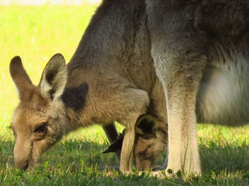 Byron Bay: Full-Day Wildlife Safari - Booking and Policies