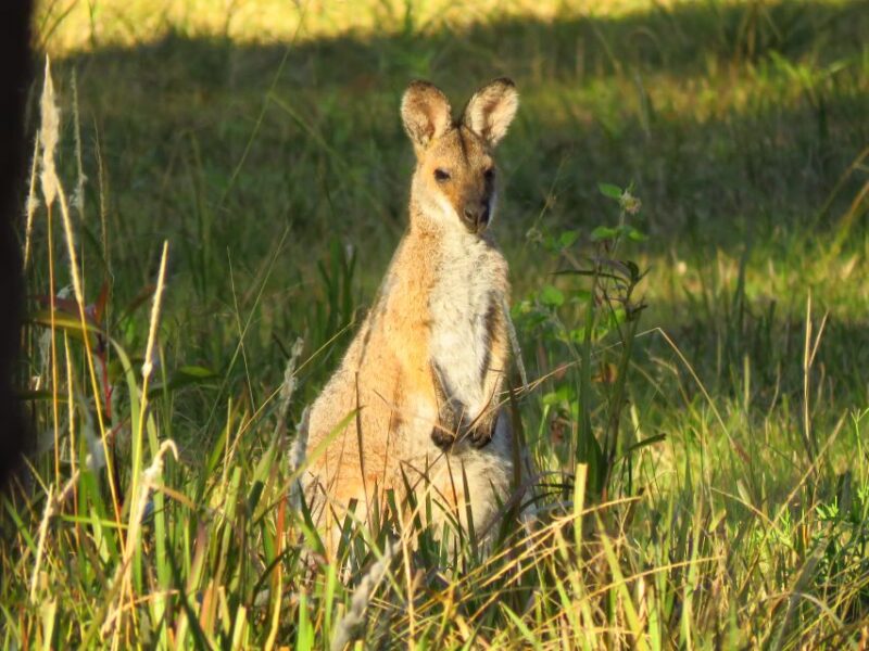 Byron Bay: Full-Day Wildlife Safari - Transportation