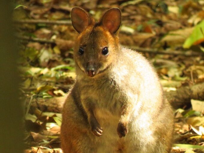 Byron Bay: Full-Day Wildlife Safari - Habitat Exploration