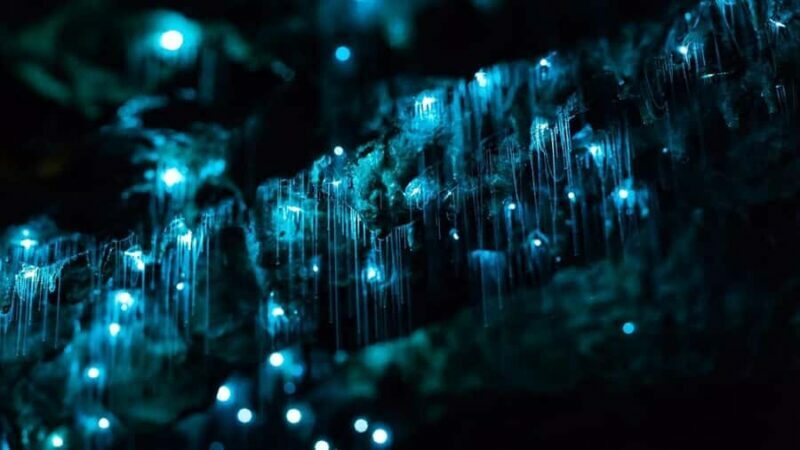 Byron Bay: Glowworms, Waterfalls & Rainforest Experience - A Complete Breakdown of the Tour Experience