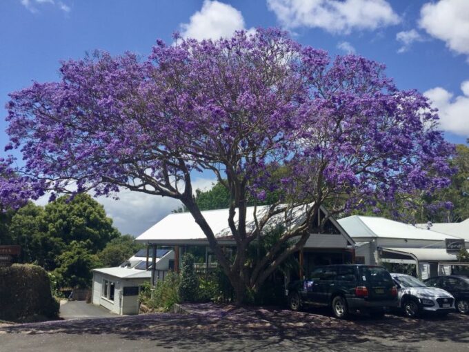Byron Bay: Hinterland and Bangalow Full-Day Guided Tour - Tour Inclusions and Booking