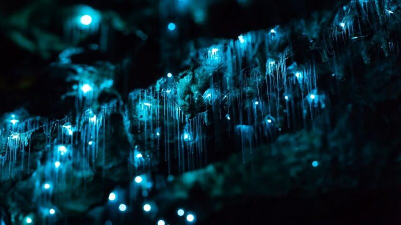 Byron Bay: Hinterland Magic and Glow-Worm Experience - Key Points