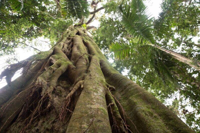 Byron Bay Hinterland: National Park and Waterfalls Tour - Nightcap National Park