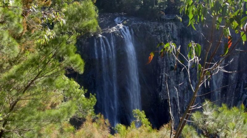 Byron Bay Hinterland: National Park and Waterfalls Tour - Guided Rainforest Walk