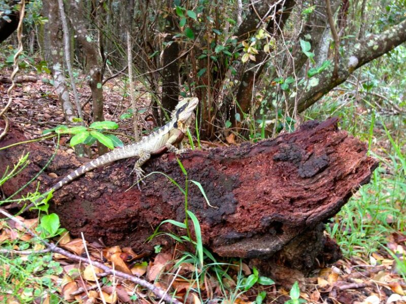 Byron Bay Hinterland: National Park and Waterfalls Tour - Bangalow Town Exploration