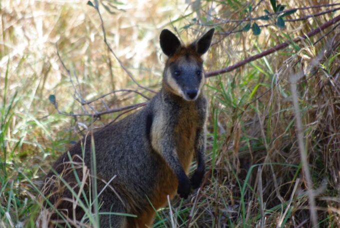 Byron Bay Hinterland: National Park and Waterfalls Tour - Restrictions and Recommendations