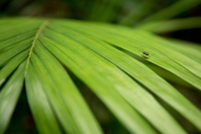 Byron Bay Hinterland: National Park and Waterfalls Tour - Frequently Asked Questions