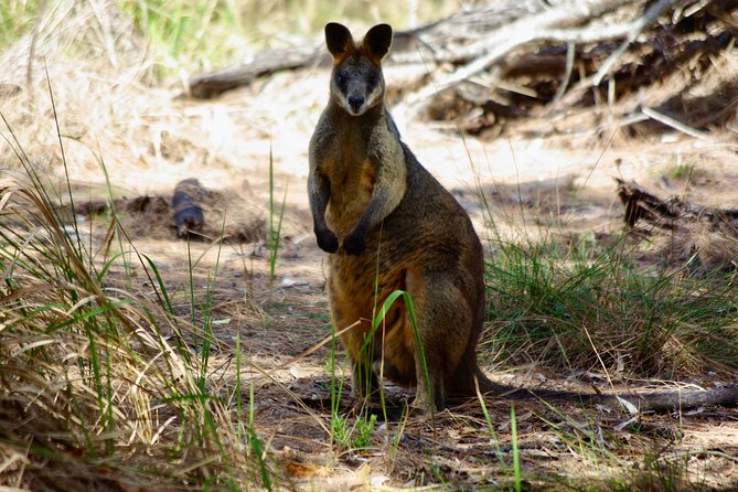 Byron Bay Hinterland Tour Including Rainforest Walk to Minyon Falls - Inclusions