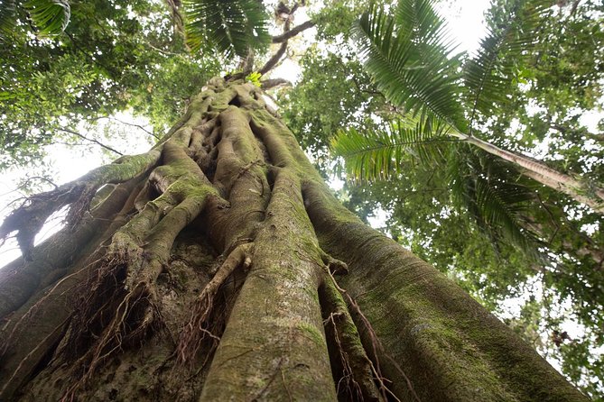 Byron Bay Hinterland Tour Including Rainforest Walk to Minyon Falls - Requirements and Recommendations