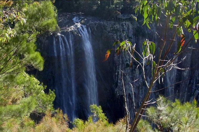 Byron Bay Hinterland Tour Including Rainforest Walk to Minyon Falls - Customer Feedback