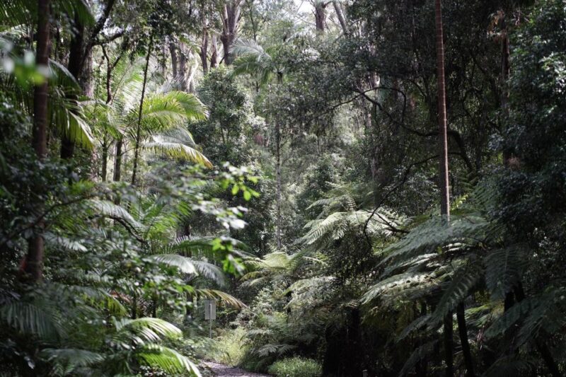 Byron Bay: Minyon Falls - Explore the Rainforest - Pickup and Drop-off