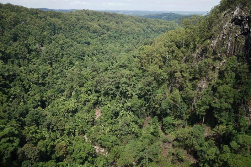 Byron Bay: Minyon Falls - Explore the Rainforest - Rainforest Walk