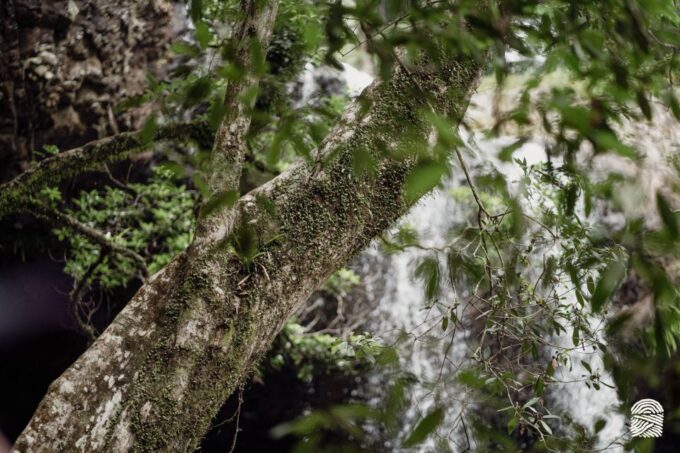 Byron Bay: Minyon Falls - Explore the Rainforest - Rainforest Highlights