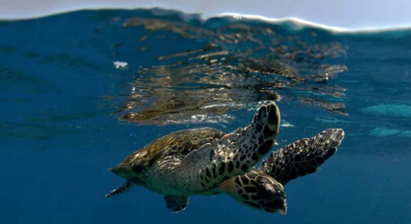 Byron Bay: Nguthungulli Julian Rocks Snorkeling Tour - Key Points