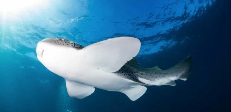 Byron Bay: Nguthungulli Julian Rocks Snorkeling Tour - An Introduction to the Experience
