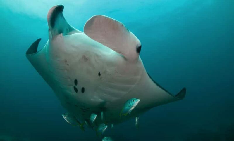 Byron Bay: Nguthungulli Julian Rocks Snorkeling Tour - The Drawback: Conditions Can Vary
