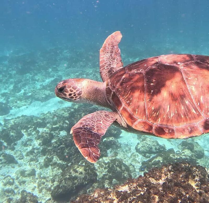 Byron Bay: Nguthungulli Julian Rocks Snorkeling Tour - Transportation to Julian Rocks