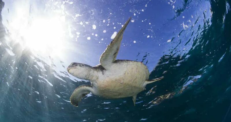 Byron Bay: Nguthungulli Julian Rocks Snorkeling Tour - Snorkeling at Nguthungulli Julian Rocks